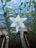 [1845 WhiteRenova No02.JPG]